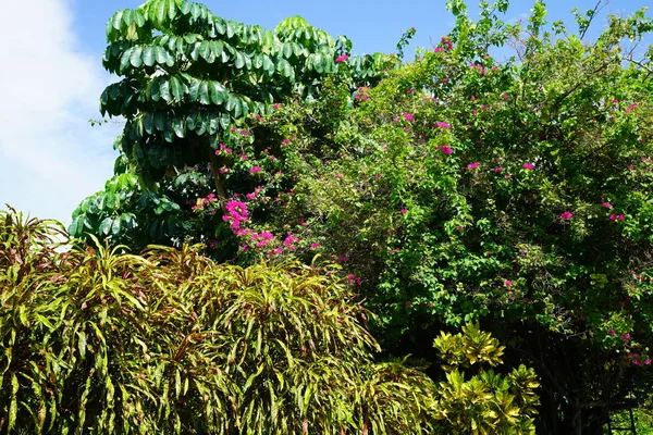 Exuberante Follaje Verde Flores Florecientes Árboles Cielo Azul — Foto de Stock