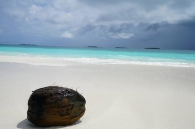 Muson Mevsiminde okyanus manzarası Maldivler içinde bir Hindistan cevizi ile ıssız bir adada 