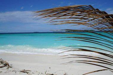 Bir adada palmiye yaprağı Maldivler okyanus manzarası