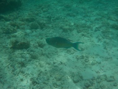 Balık Maldivler de dalış ise ile sualtı deniz yaşamının görüntülemek