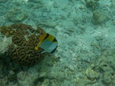 Balık Maldivler de dalış ise ile sualtı deniz yaşamının görüntülemek