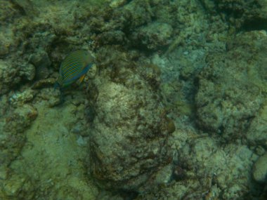 Şnorkel yaparken Maldivler sualtı deniz yaşamının görüntülemek