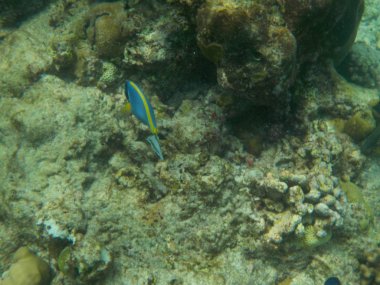 Şnorkel yaparken Maldivler sualtı deniz yaşamının görüntülemek