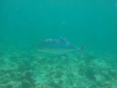 Şnorkel yaparken Maldivler sualtı deniz yaşamının görüntülemek