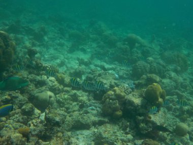 Mercan ve balık Maldivler de dalış ise ile sualtı deniz yaşamının görüntülemek
