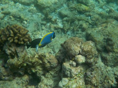 Şnorkel yaparken Maldivler sualtı deniz yaşamının görüntülemek