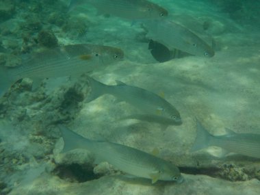 Balık Maldivler de dalış ise ile sualtı deniz yaşamının görüntülemek