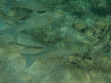Balık Maldivler de dalış ise ile sualtı deniz yaşamının görüntülemek