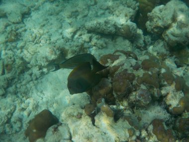 Balık Maldivler de dalış ise ile sualtı deniz yaşamının görüntülemek