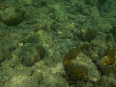 Şnorkel yaparken Maldivler sualtı deniz yaşamının görüntülemek