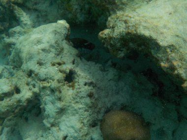 Şnorkel yaparken Maldivler sualtı deniz yaşamının görüntülemek