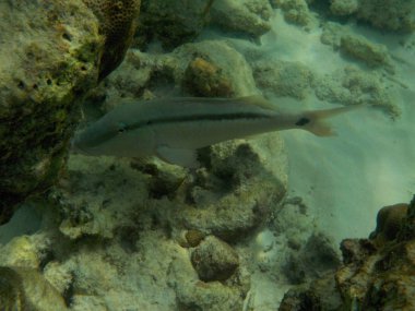 Şnorkel yaparken Maldivler sualtı deniz yaşamının görüntülemek