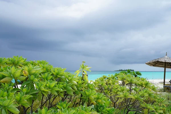 Θέα Στον Όμορφα Τιρκουάζ Χρωματιστό Ωκεανό Πίσω Από Πράσινο Τροπικό — Φωτογραφία Αρχείου