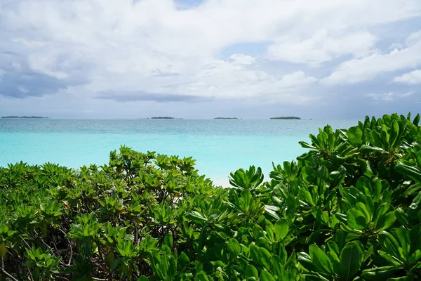 View of the beautiful turquoise colored ocean behind green tropical foliage in The Maldives