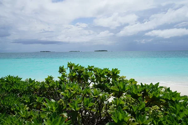 View of the beautiful turquoise colored ocean behind green tropical foliage in The Maldives