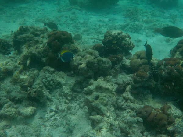 浮潜时马尔代夫的水下海洋生物景观 — 图库照片