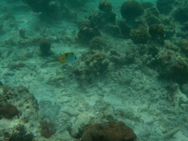 Погляд Життя Під Водою Моря Мальдіви Хоча Морські — стокове фото