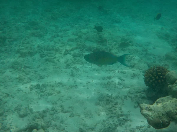 Veduta Della Vita Sottomarina Delle Maldive Durante Snorkeling — Foto Stock