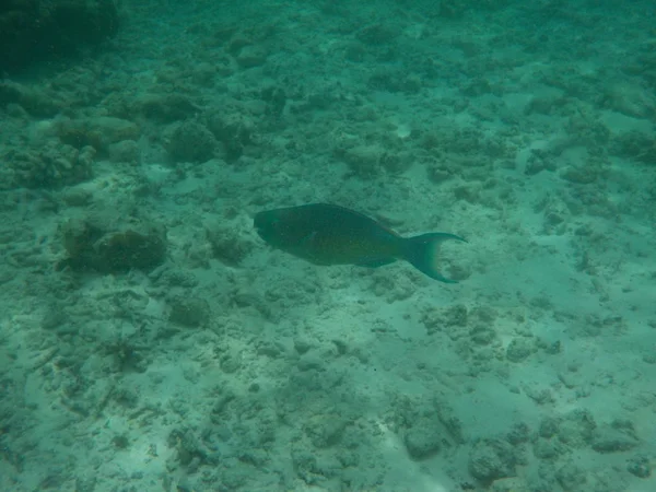 Vista Vida Subaquática Com Peixes Nas Maldivas Enquanto Snorkeling — Fotografia de Stock