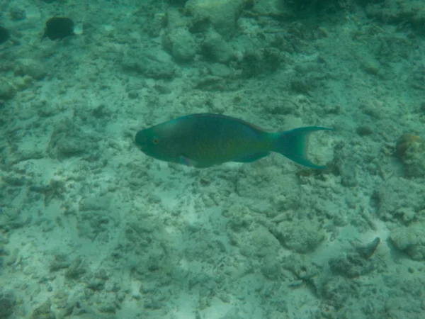 Vista Vida Subaquática Com Peixes Nas Maldivas Enquanto Snorkeling — Fotografia de Stock