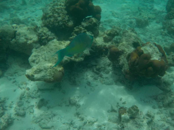 Перегляд Підводний Морського Життя Рибою Мальдіви Хоча Морські — стокове фото