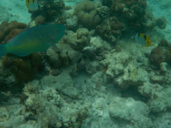 Veduta Della Vita Sottomarina Delle Maldive Durante Snorkeling — Foto Stock