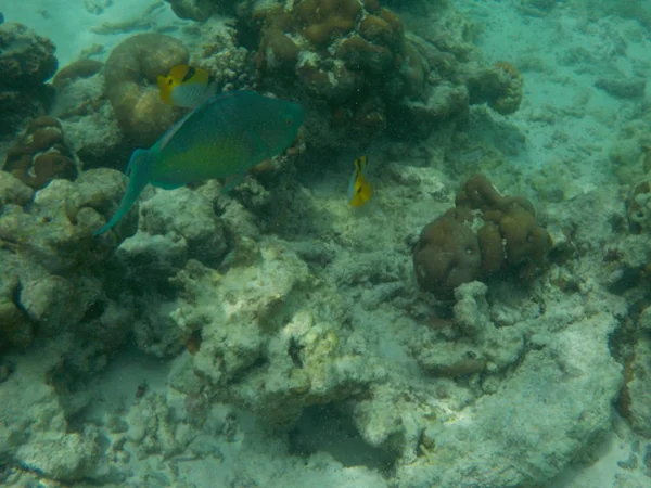 Veduta Della Vita Sottomarina Con Pesci Alle Maldive Durante Snorkeling — Foto Stock