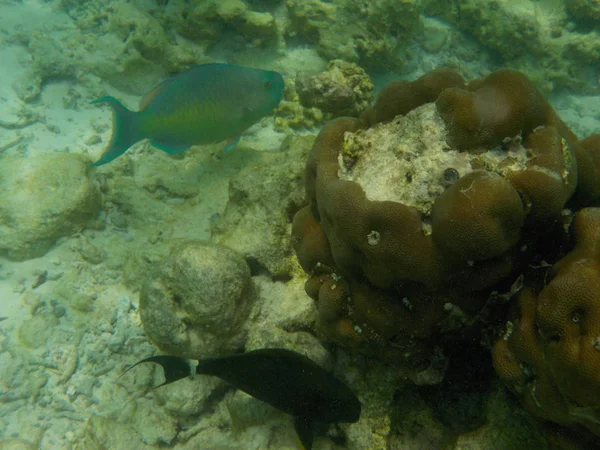 Вид Подводную Морскую Жизнь Рыбой Мальдивах Время Подводного Плавания — стоковое фото