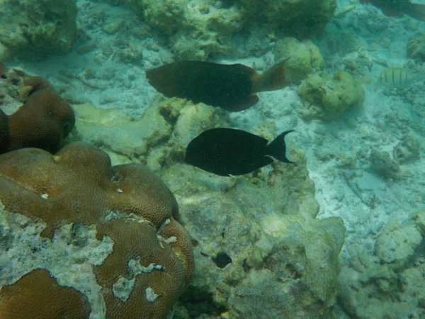 在马尔代夫浮潜时 可以欣赏到与鱼在水下海洋生物的景色 — 图库照片