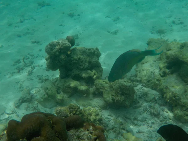 モルディブでシュノーケ リングしながら魚と水中海洋生物の — ストック写真