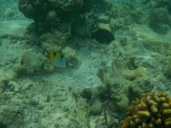 Vue Vie Sous Marine Aux Maldives Pendant Plongée Avec Tuba — Photo