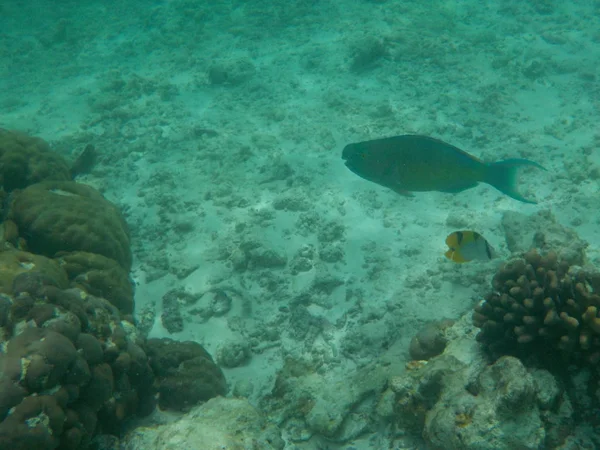 Вид Подводную Морскую Жизнь Мальдив Время Плавания Маской Трубкой — стоковое фото