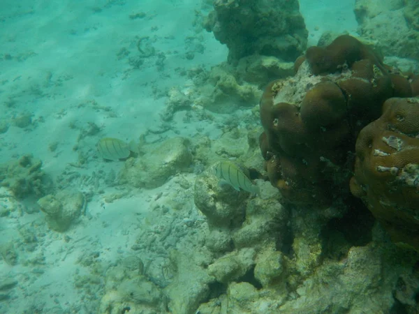 Veduta Della Vita Sottomarina Delle Maldive Durante Snorkeling — Foto Stock