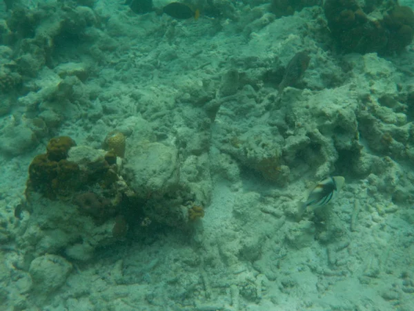 Blick Auf Die Unterwasserwelt Der Malediven Beim Schnorcheln — Stockfoto