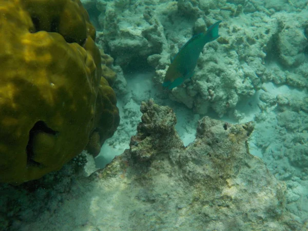 Вид Подводную Морскую Жизнь Мальдив Время Плавания Маской Трубкой — стоковое фото