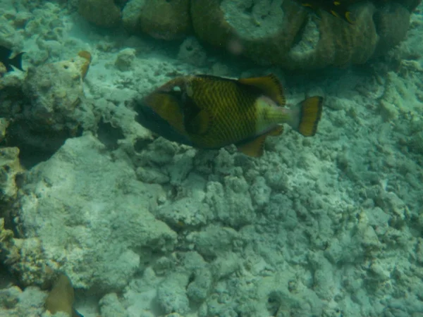 Pohled Podvodní Mořský Život Maledivách Při Šnorchlování — Stock fotografie