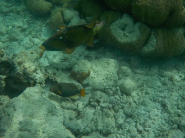 在马尔代夫浮潜时 可以欣赏到与鱼在水下海洋生物的景色 — 图库照片