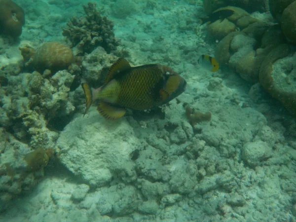 在马尔代夫浮潜时 可以欣赏到与鱼在水下海洋生物的景色 — 图库照片