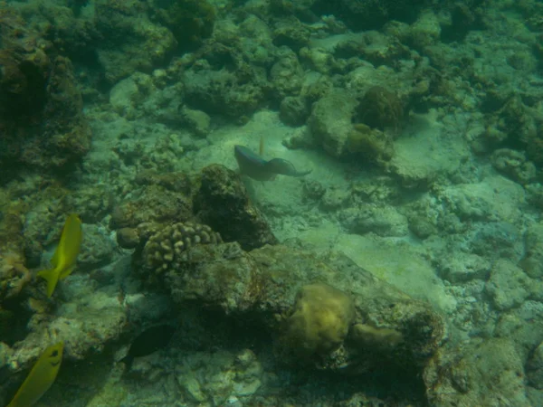 Vue Vie Sous Marine Aux Maldives Pendant Plongée Avec Tuba — Photo