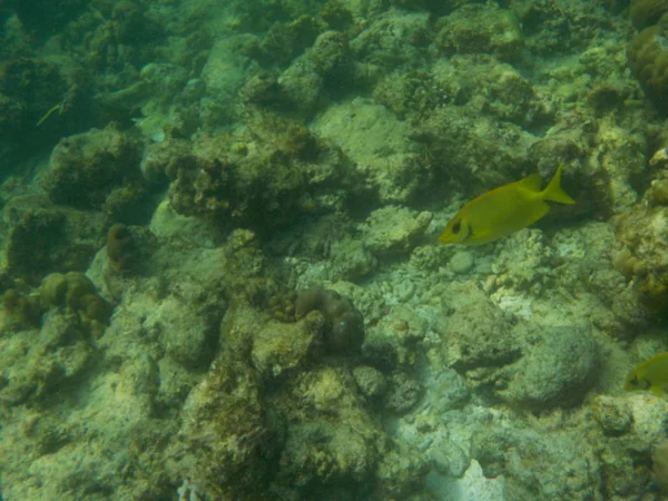 Veduta Della Vita Sottomarina Delle Maldive Durante Snorkeling — Foto Stock