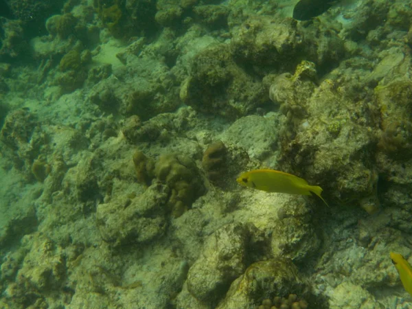 浮潜时马尔代夫的水下海洋生物景观 — 图库照片