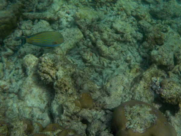 Veduta Della Vita Sottomarina Delle Maldive Durante Snorkeling — Foto Stock