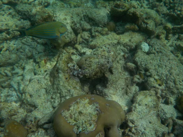 Undervattens Sea Life Maldiverna Medan Snorkling — Stockfoto