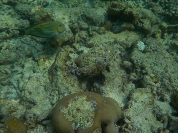 Vue Vie Sous Marine Aux Maldives Pendant Plongée Avec Tuba — Photo