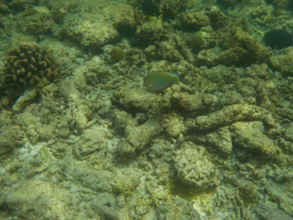 Погляд Життя Під Водою Моря Мальдіви Хоча Морські — стокове фото