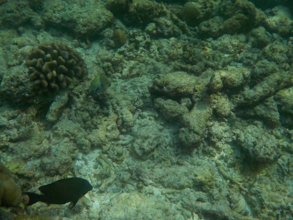 Vue Vie Sous Marine Aux Maldives Pendant Plongée Avec Tuba — Photo