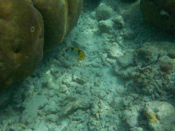 Veduta Della Vita Sottomarina Delle Maldive Durante Snorkeling — Foto Stock