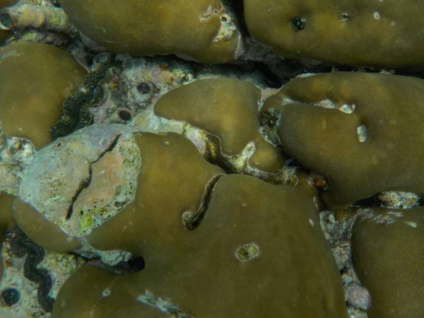 シュノーケ リングしながらモルディブの水中海洋生物の — ストック写真