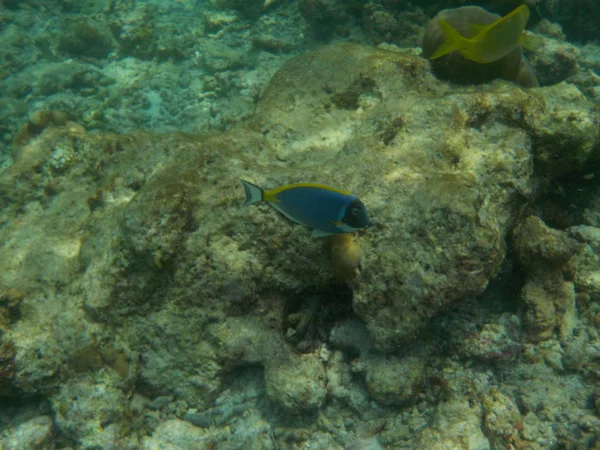 浮潜时马尔代夫的水下海洋生物景观 — 图库照片