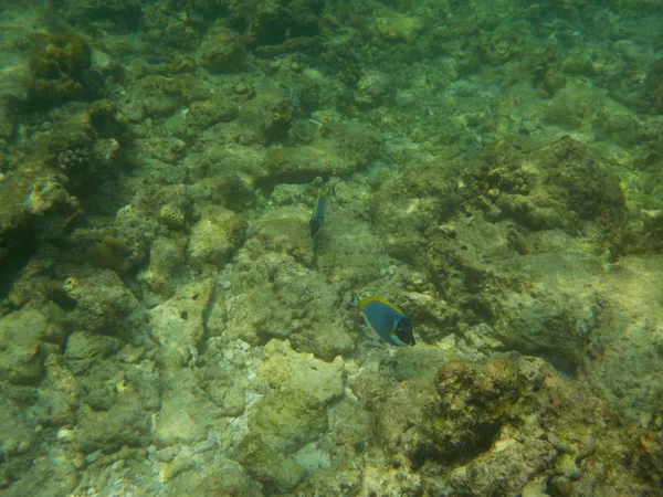 Вид Подводную Морскую Жизнь Мальдив Время Плавания Маской Трубкой — стоковое фото